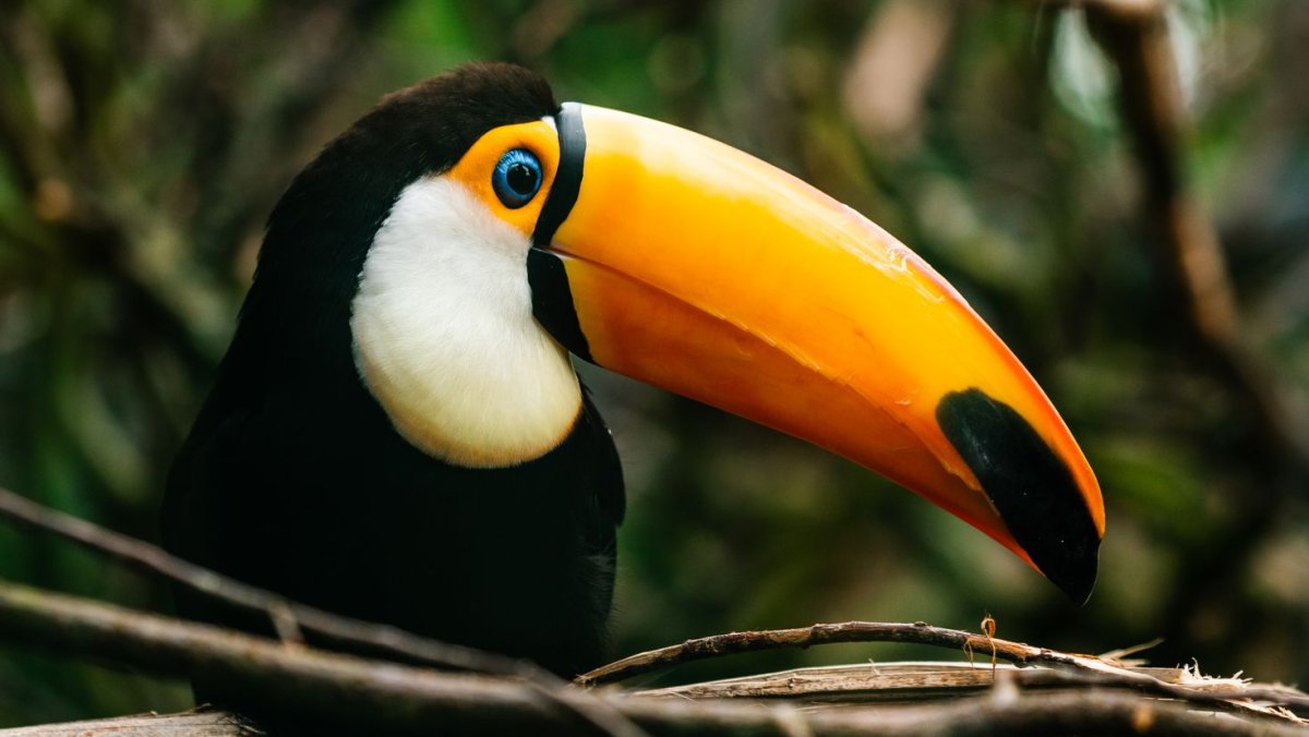 Тукан Wallpaper