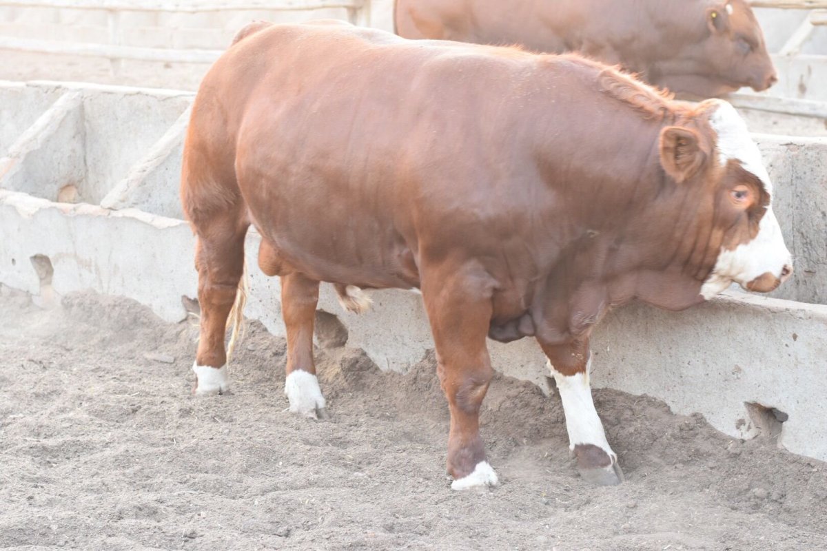 Горная корова Абхазия