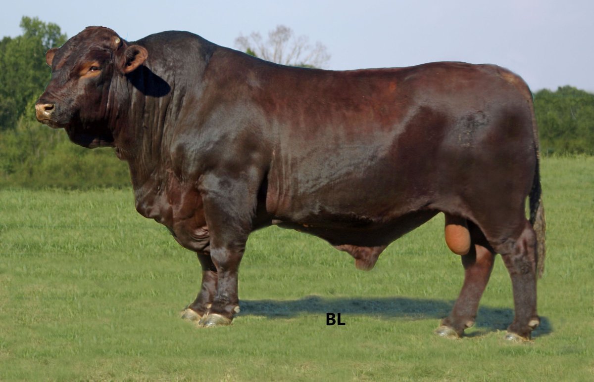 Шароле порода