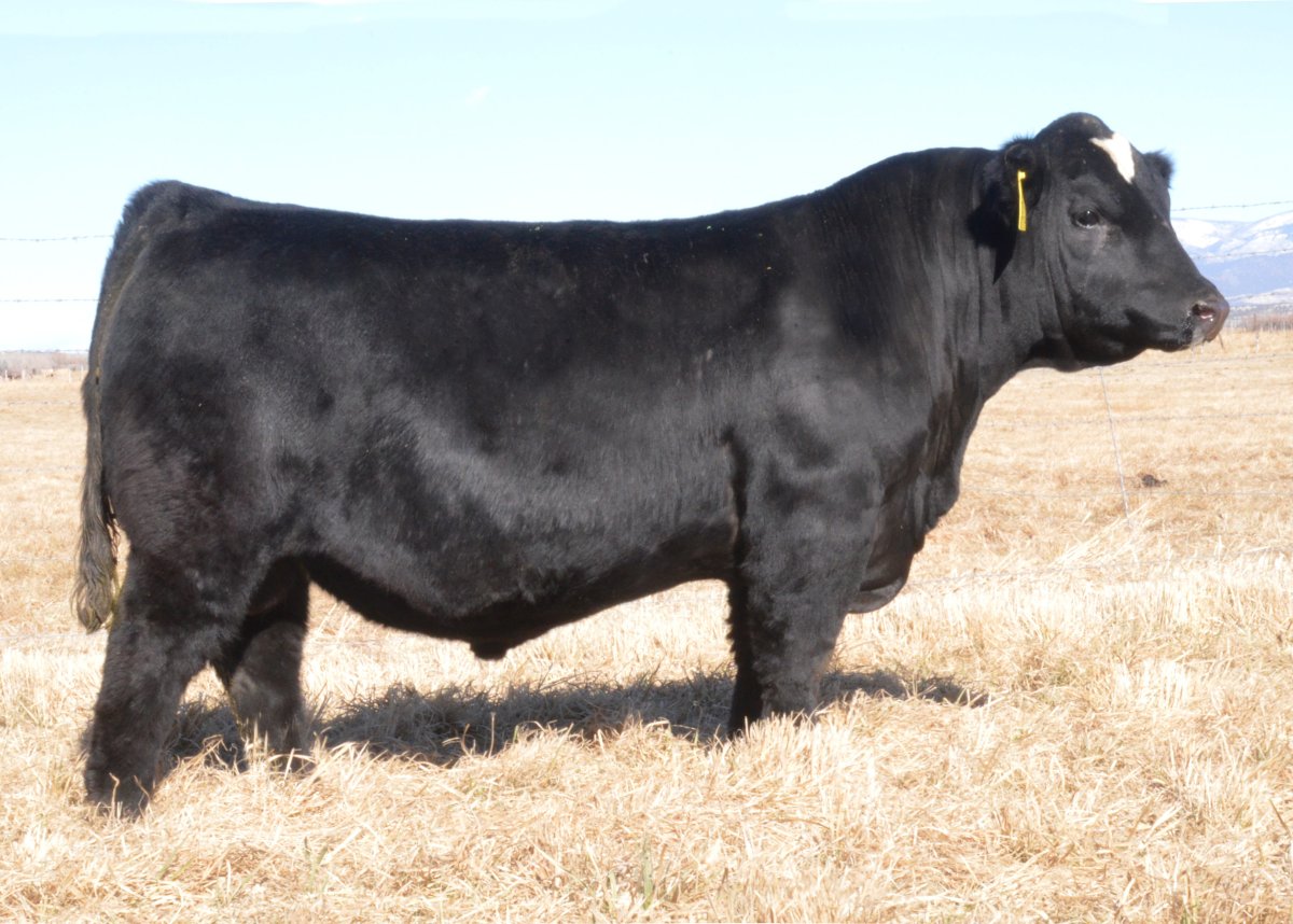 Крупные породы коров