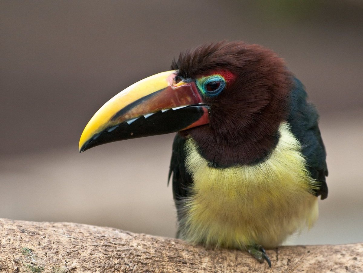 Птенец тукана