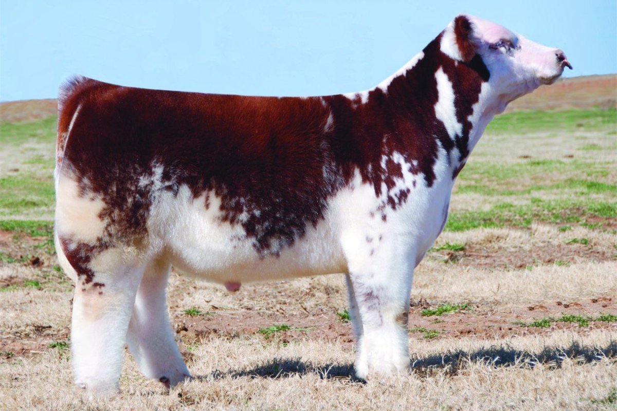 Шароле порода Быков