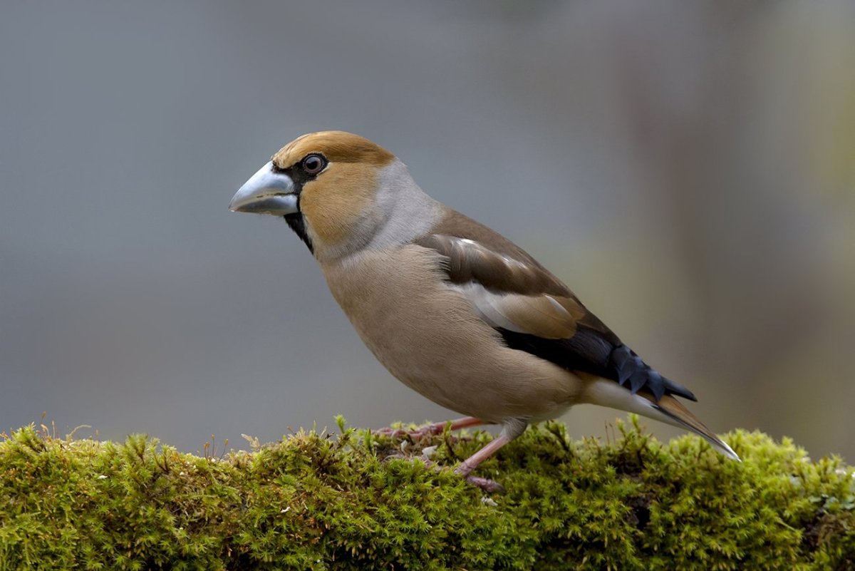 Дубонос coccothraustes coccothraustes
