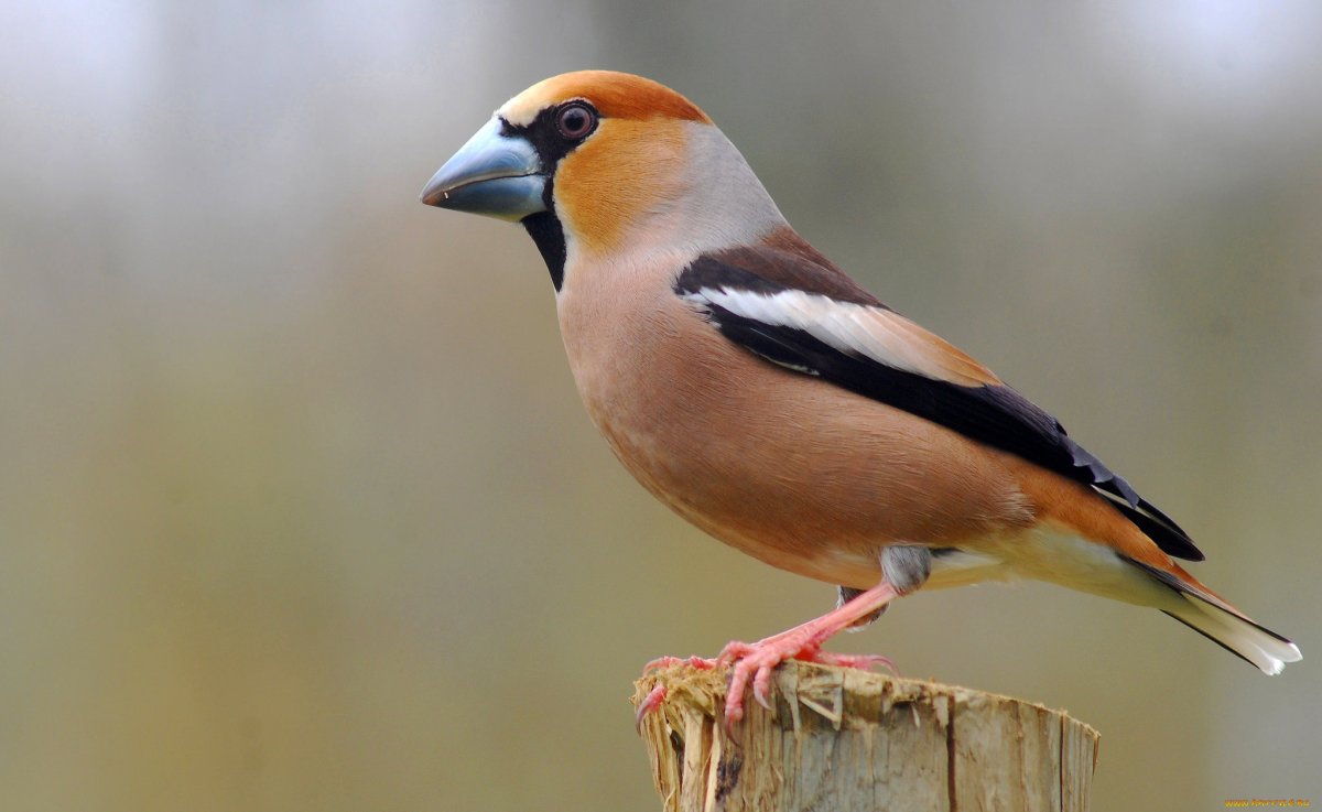 Клюв дубоноса