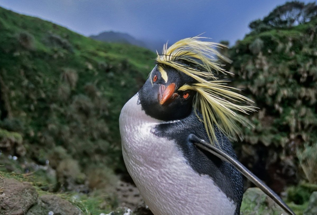 Королевский хохлатый Пингвин