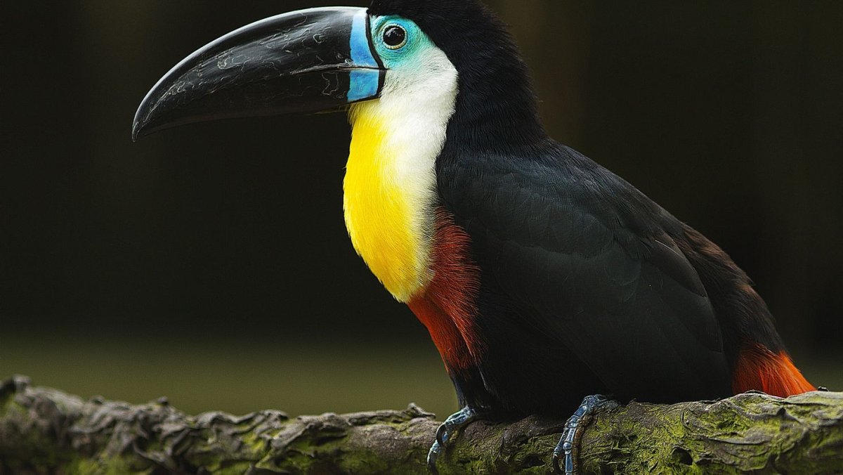 Синеклювый Тукан