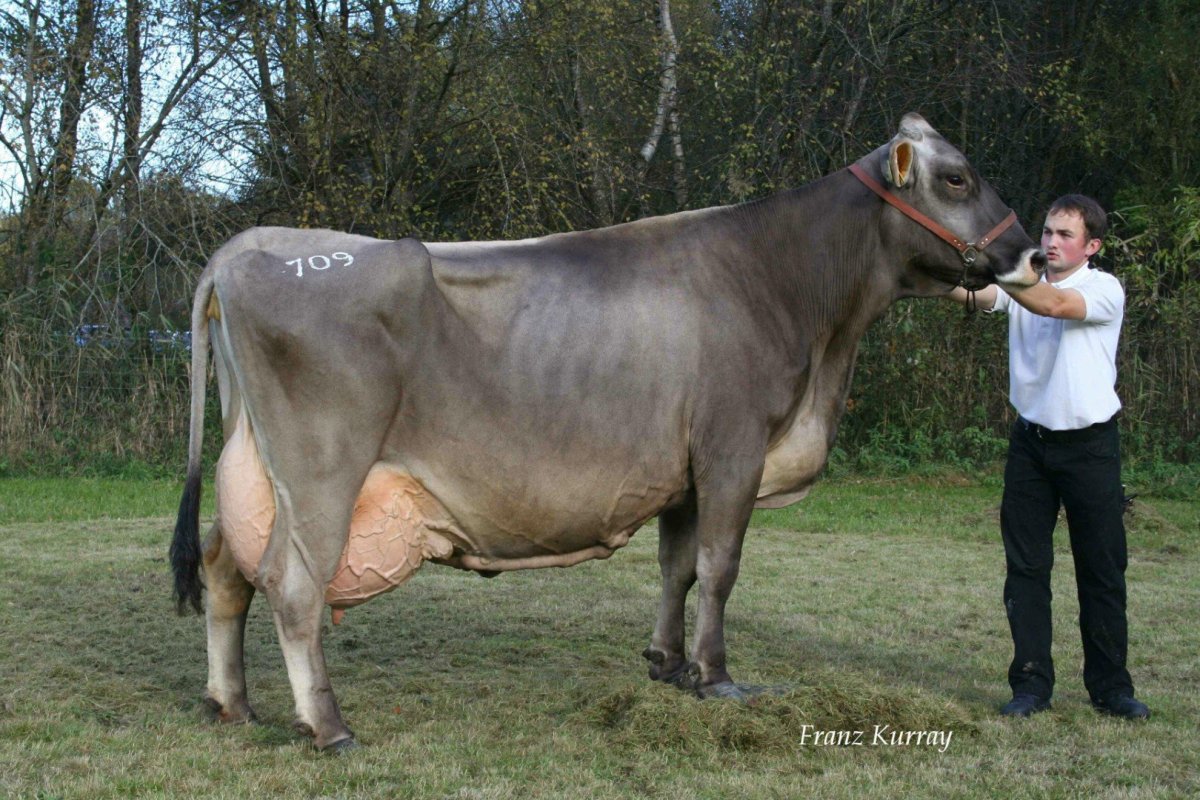 Швицкая порода коров