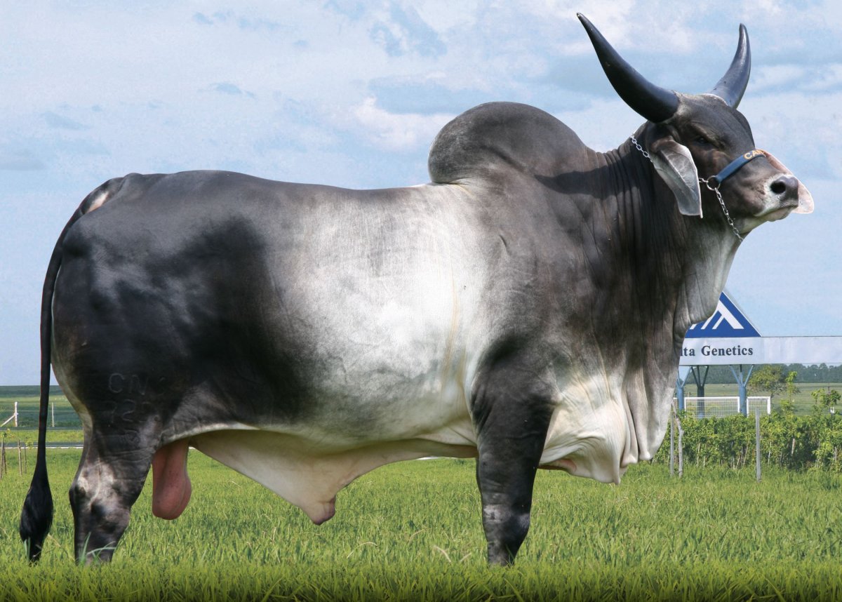 Шароле порода коров