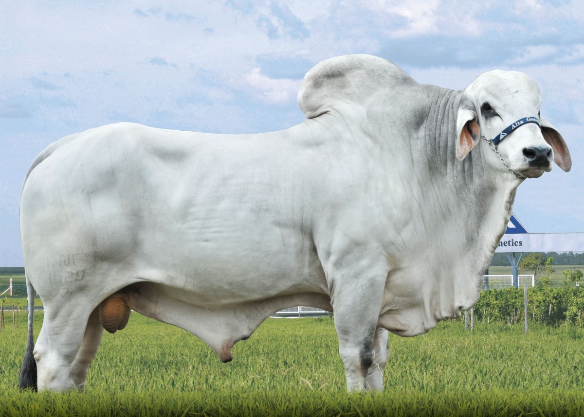 Симментал порода Быков