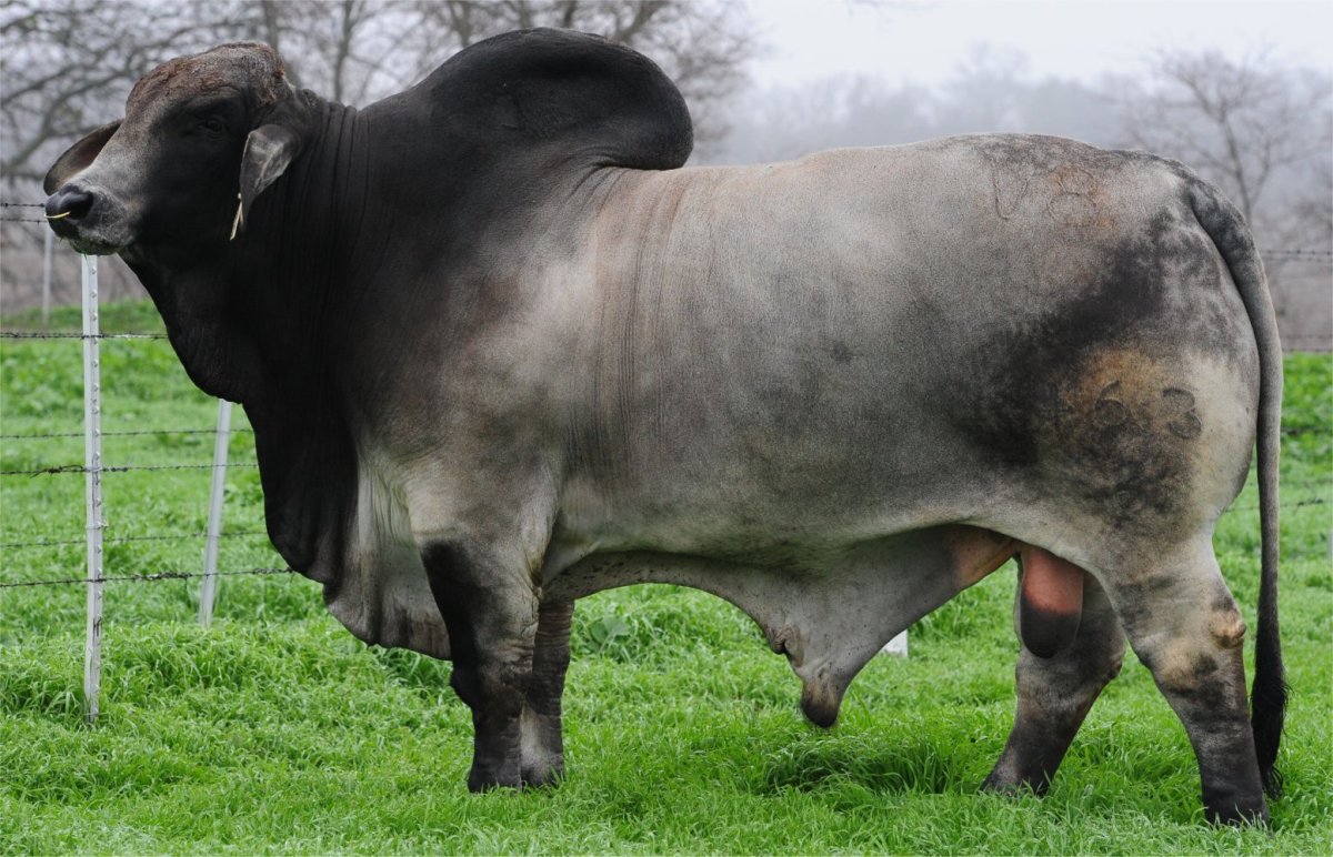 Гасконская порода КРС