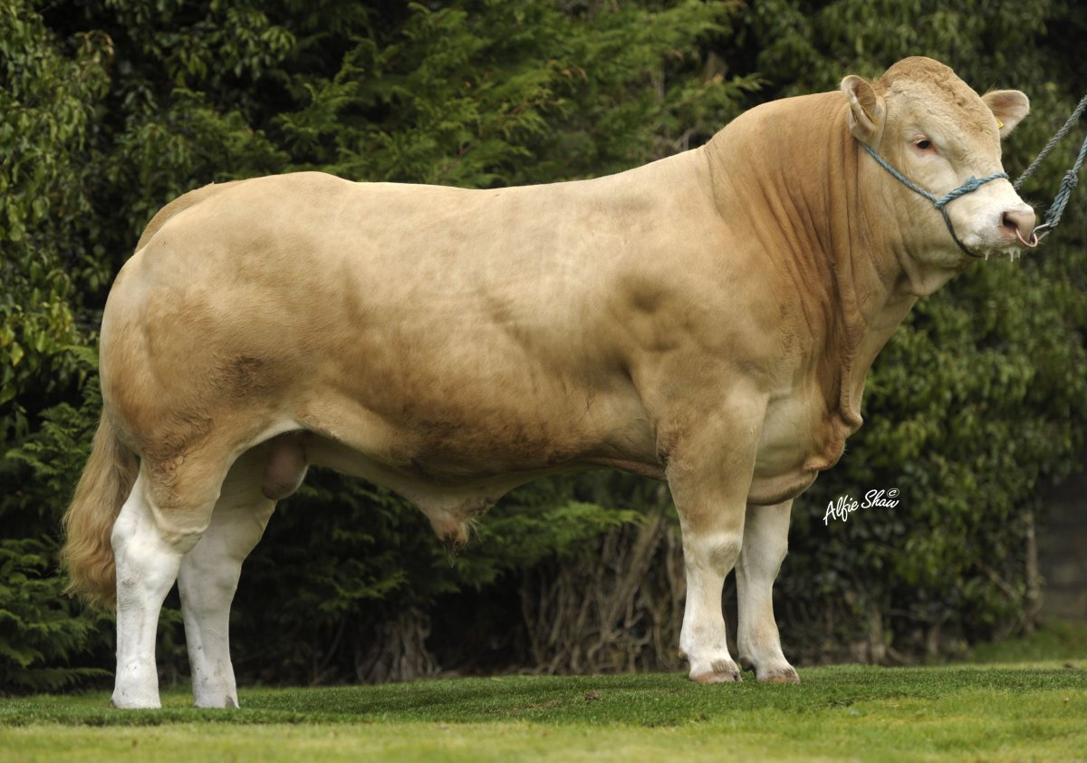 Светлая Аквитанская порода КРС