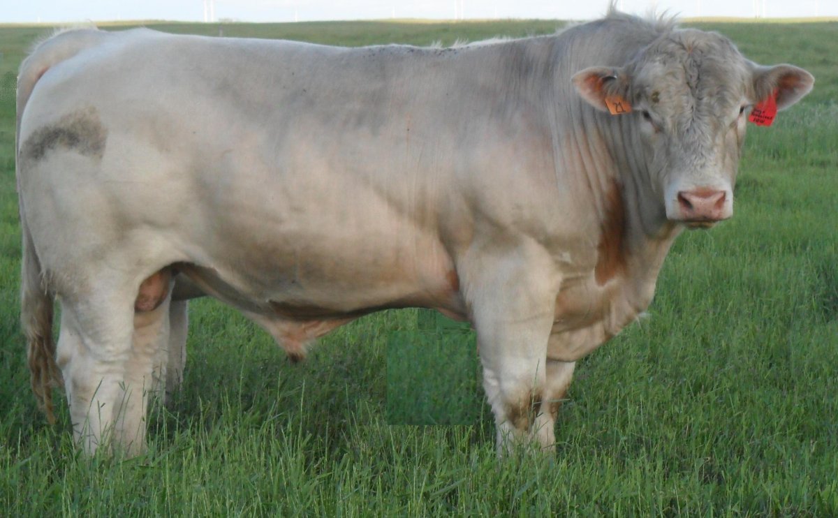 Бельгийский бык