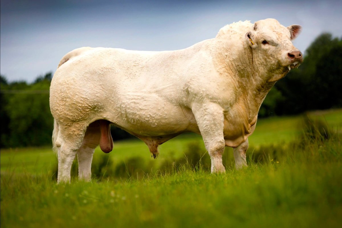 Айова порода коров