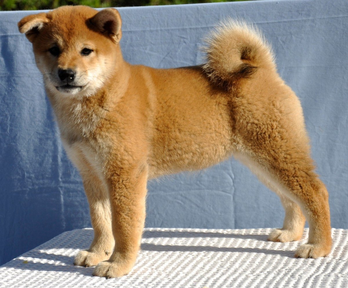 Сиба ину окрас сезам