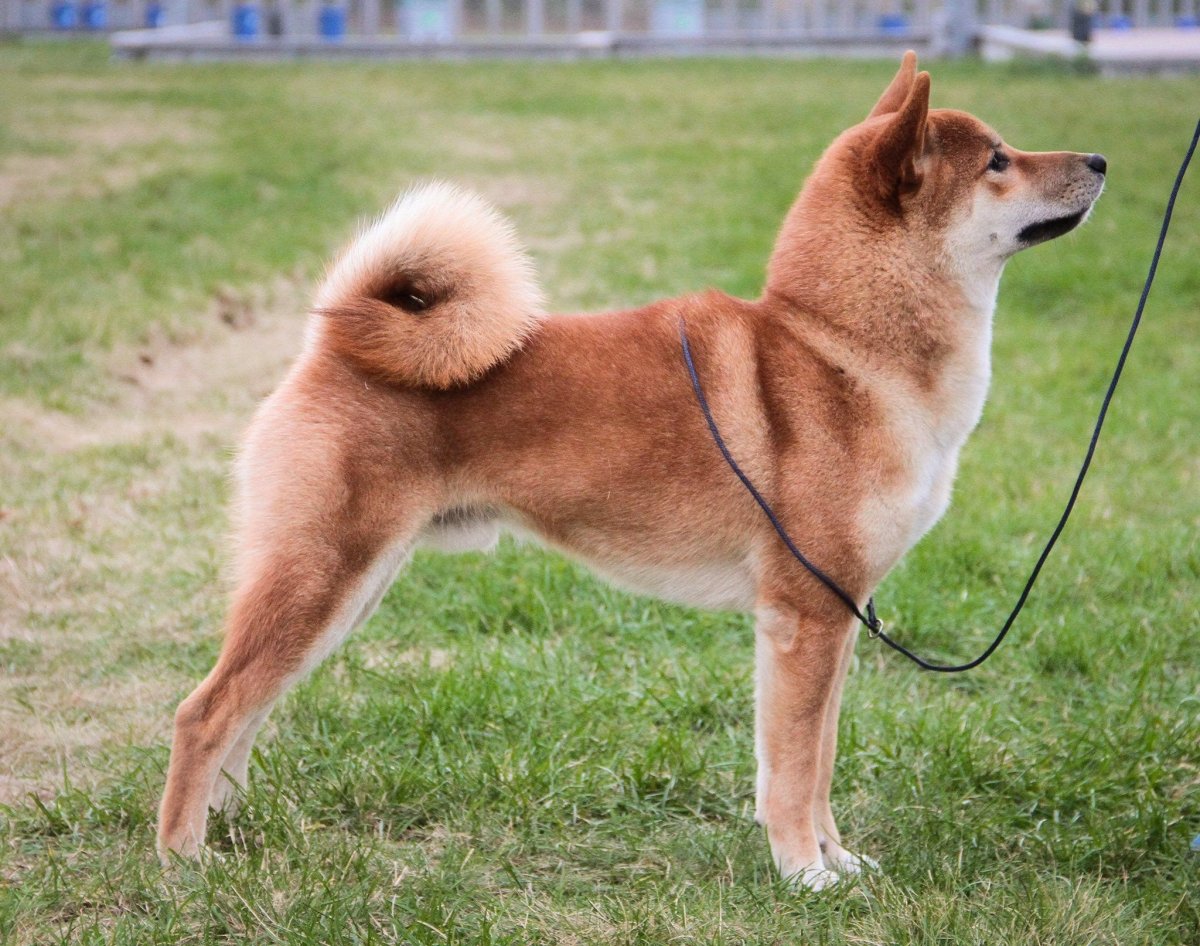 Сиба ину сезам