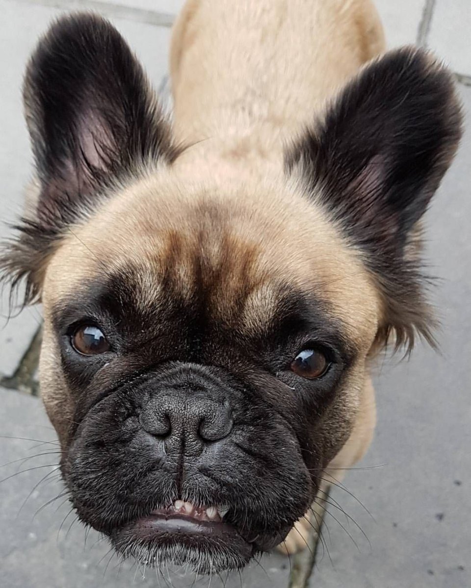 Метис МОПСА И шпица