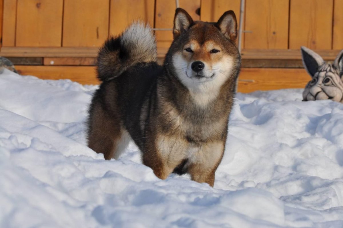 Сиба ину сезам