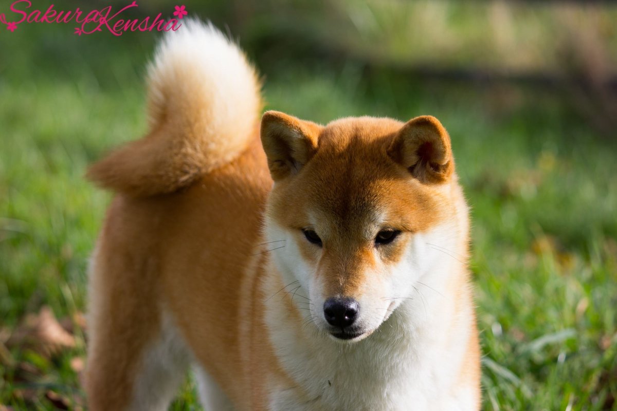 Сиба ину 5 месяцев