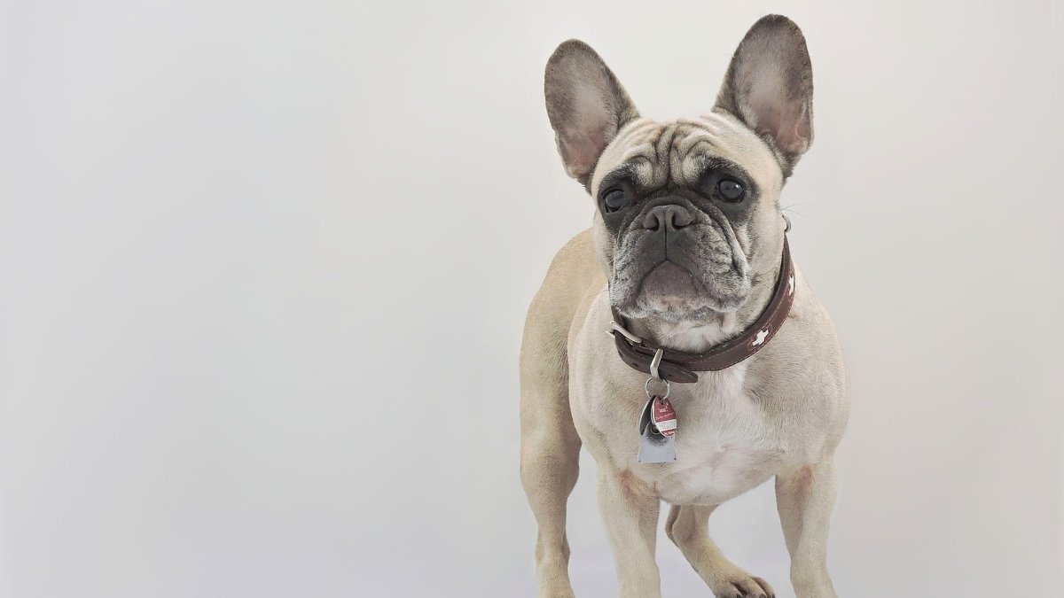 Французский бульдог Бруно