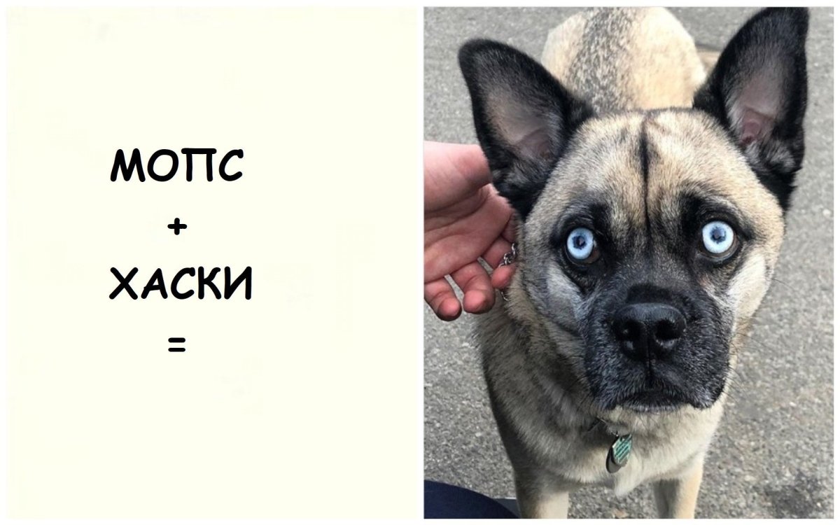 Метис ши тцу и МОПСА