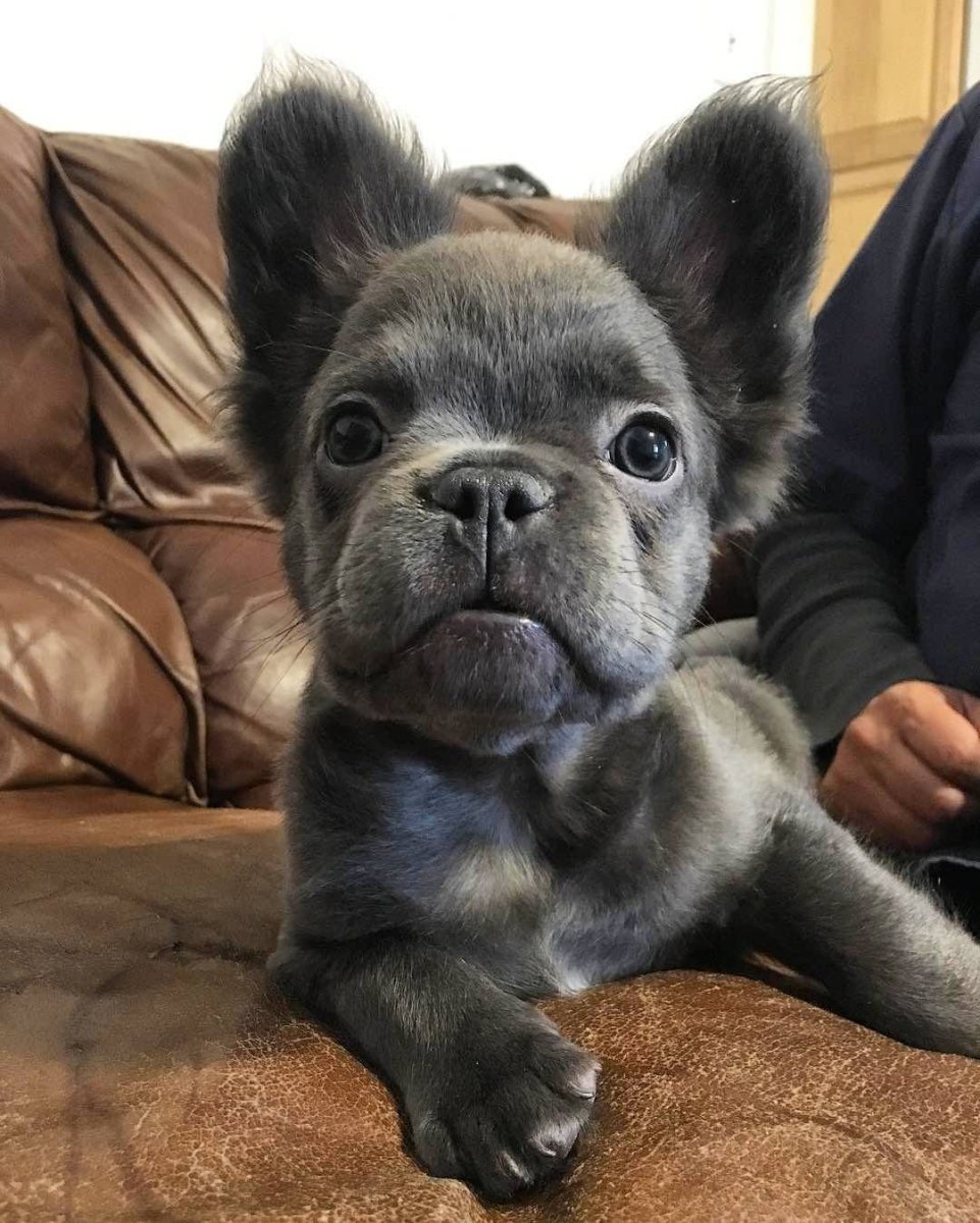 Помесь МОПСА И пекинеса