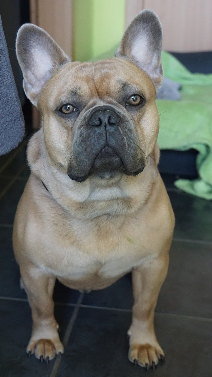 Французский бульдог в розовой куртке