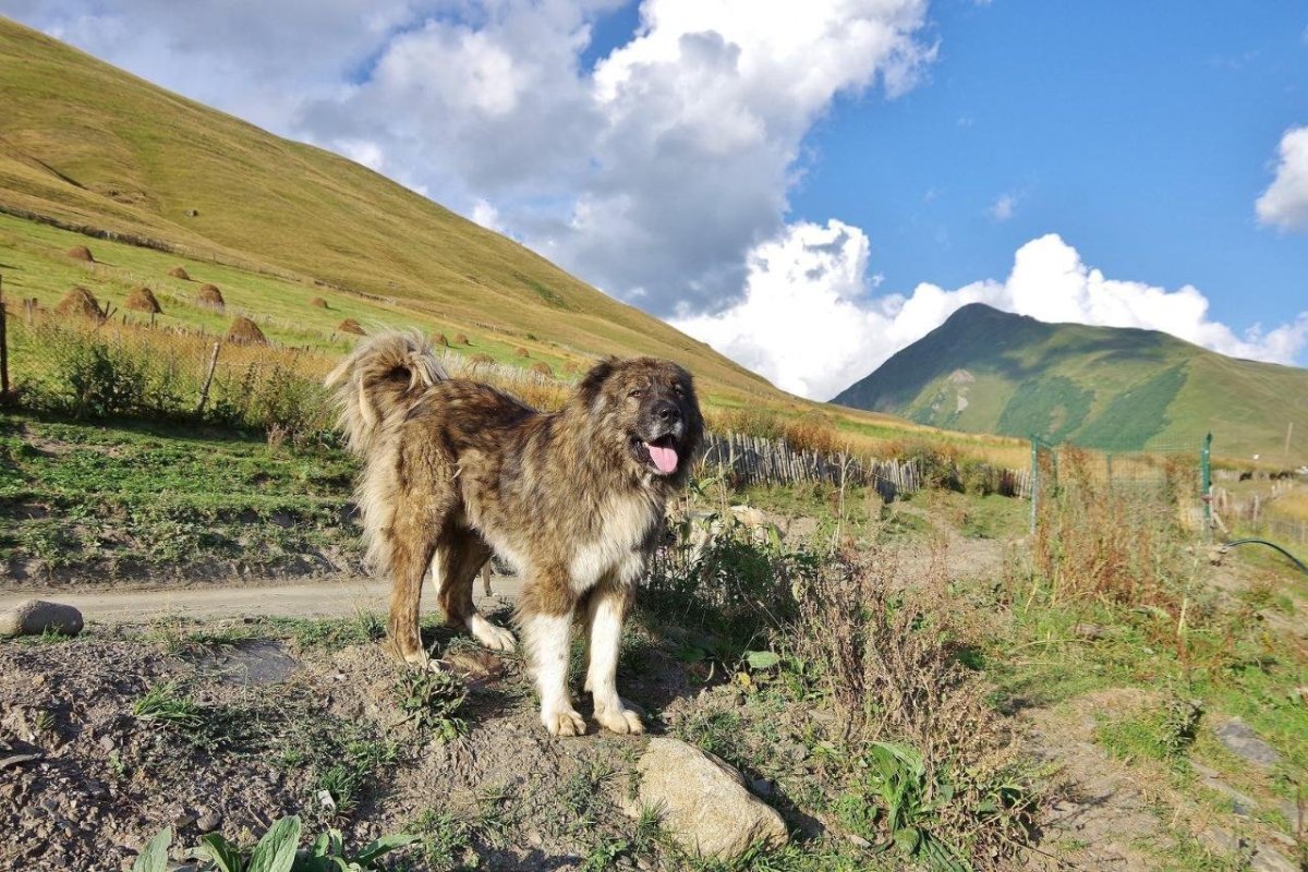 Кавказская овчарка пастушья