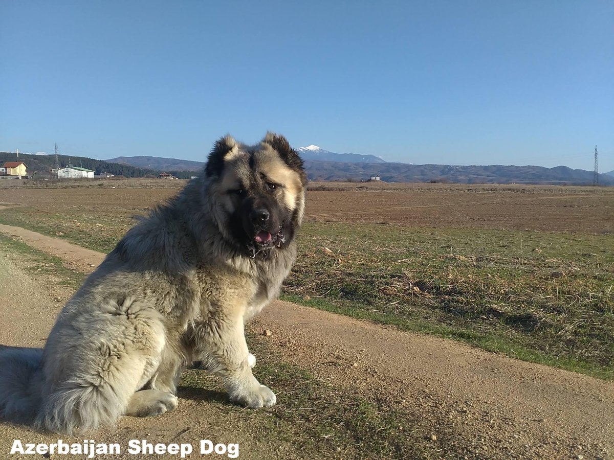 Кавказская овчарка породы волкодав