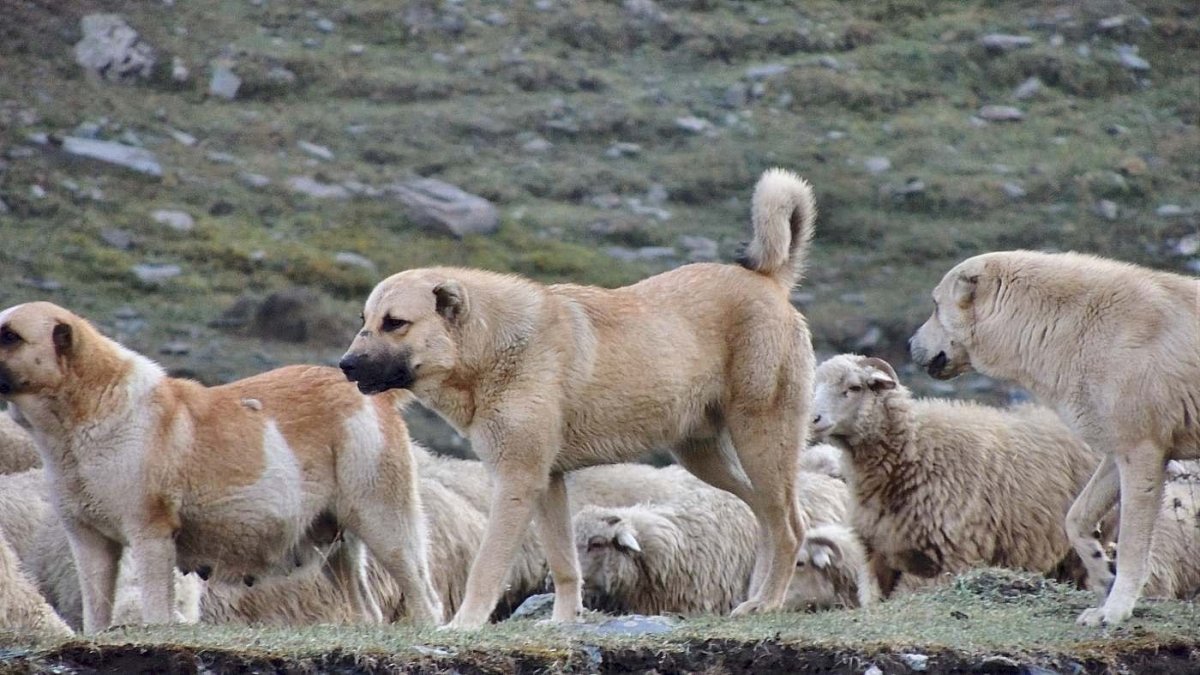 Кавказская овчарка пегая