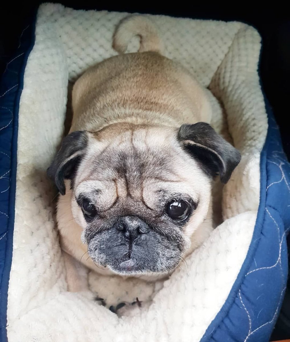 Французский бульдог щенок