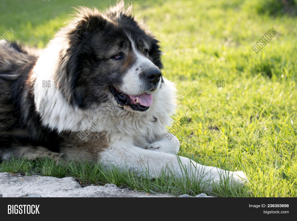 Кавказская овчарка