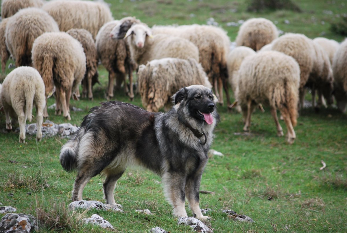 Овчарка для овец