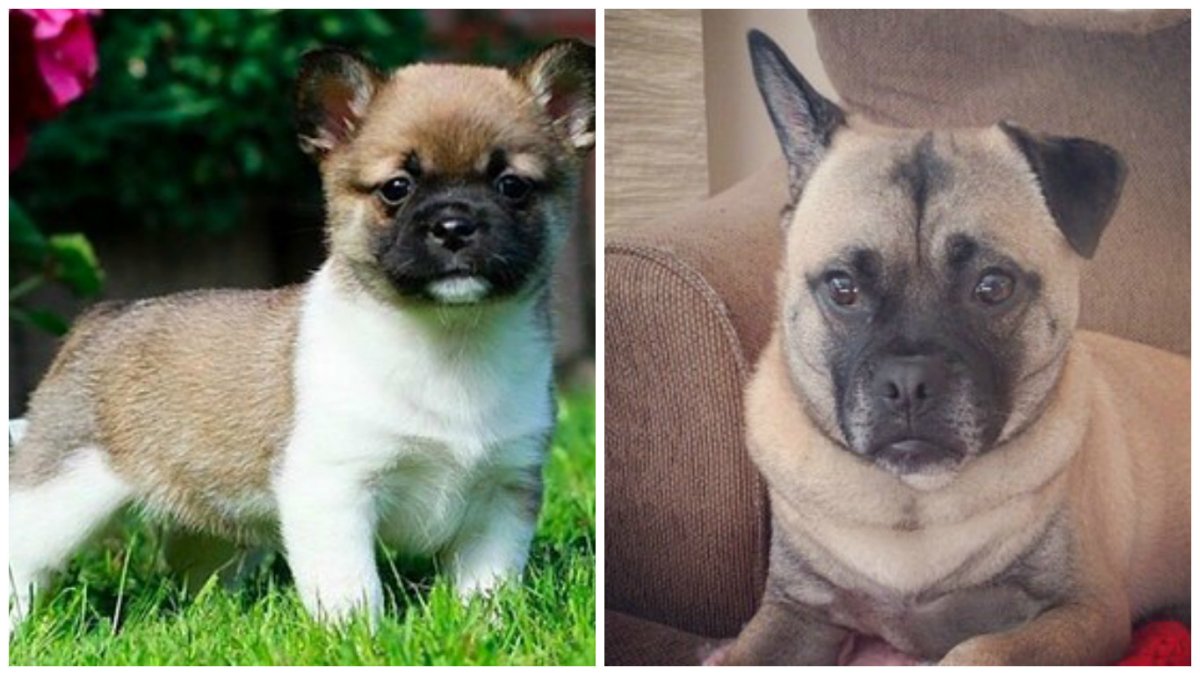 Помесь французского бульдога и йоркширского терьера