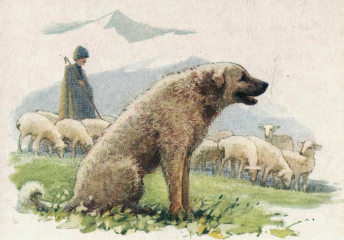 Таджикско Чабанская овчарка