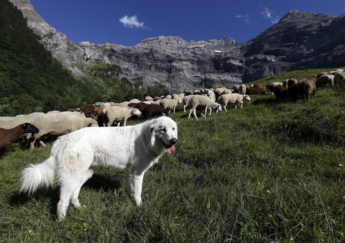 Пиренейская Горная собака пастух
