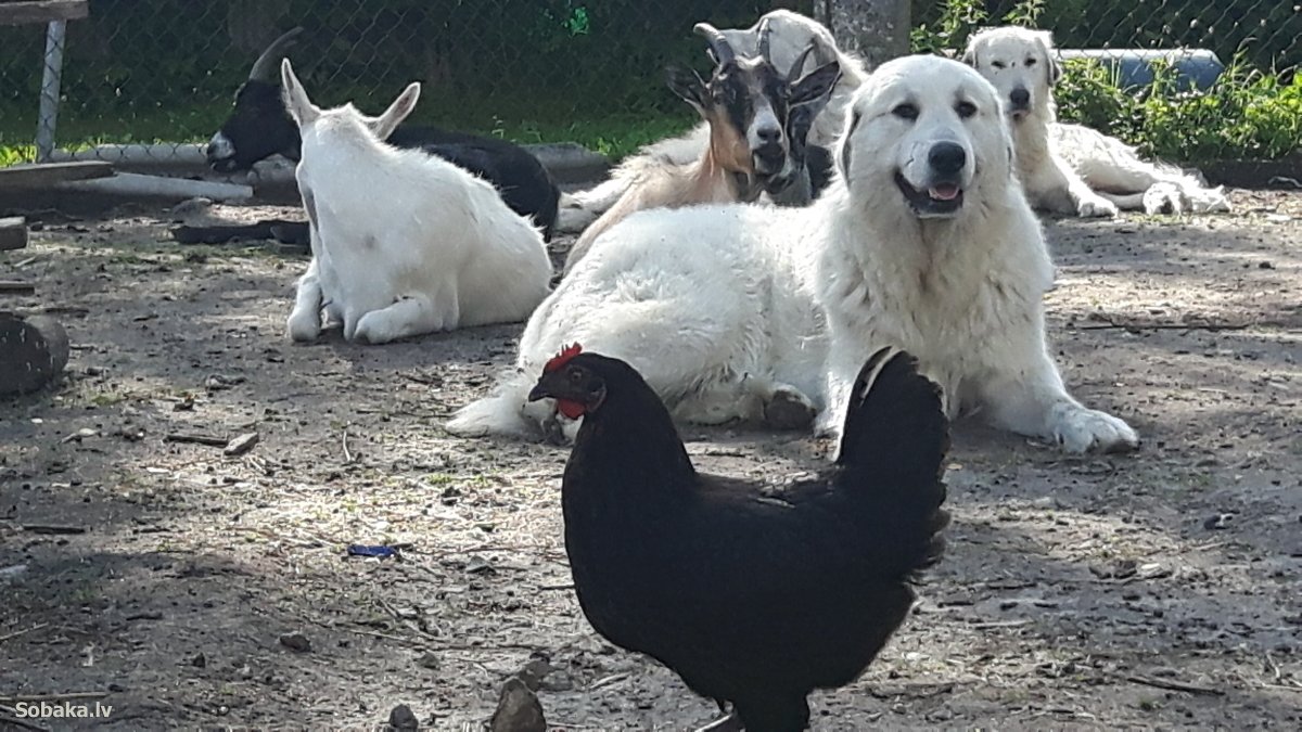 Алабай и Кавказская овчарка