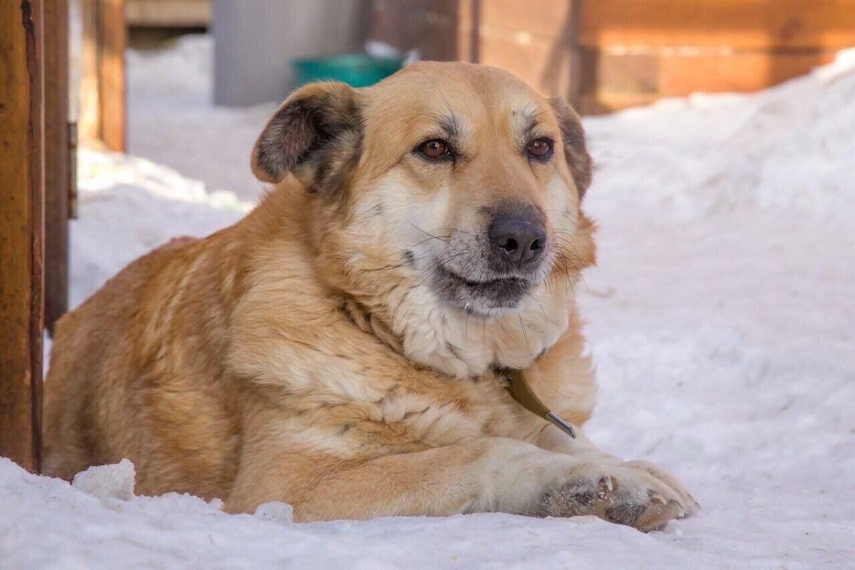 Волкодав Акбаш