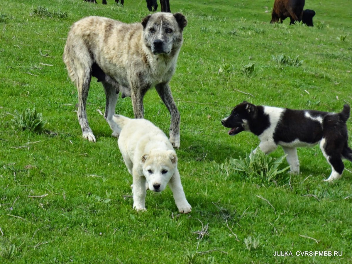 Немецкая овчарка пастух