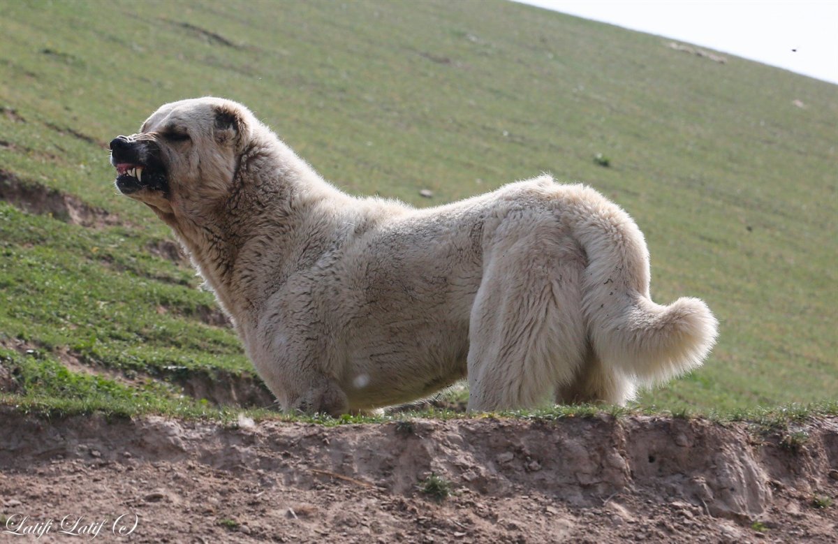 Собаки породы волкодав и Кавказская овчарка