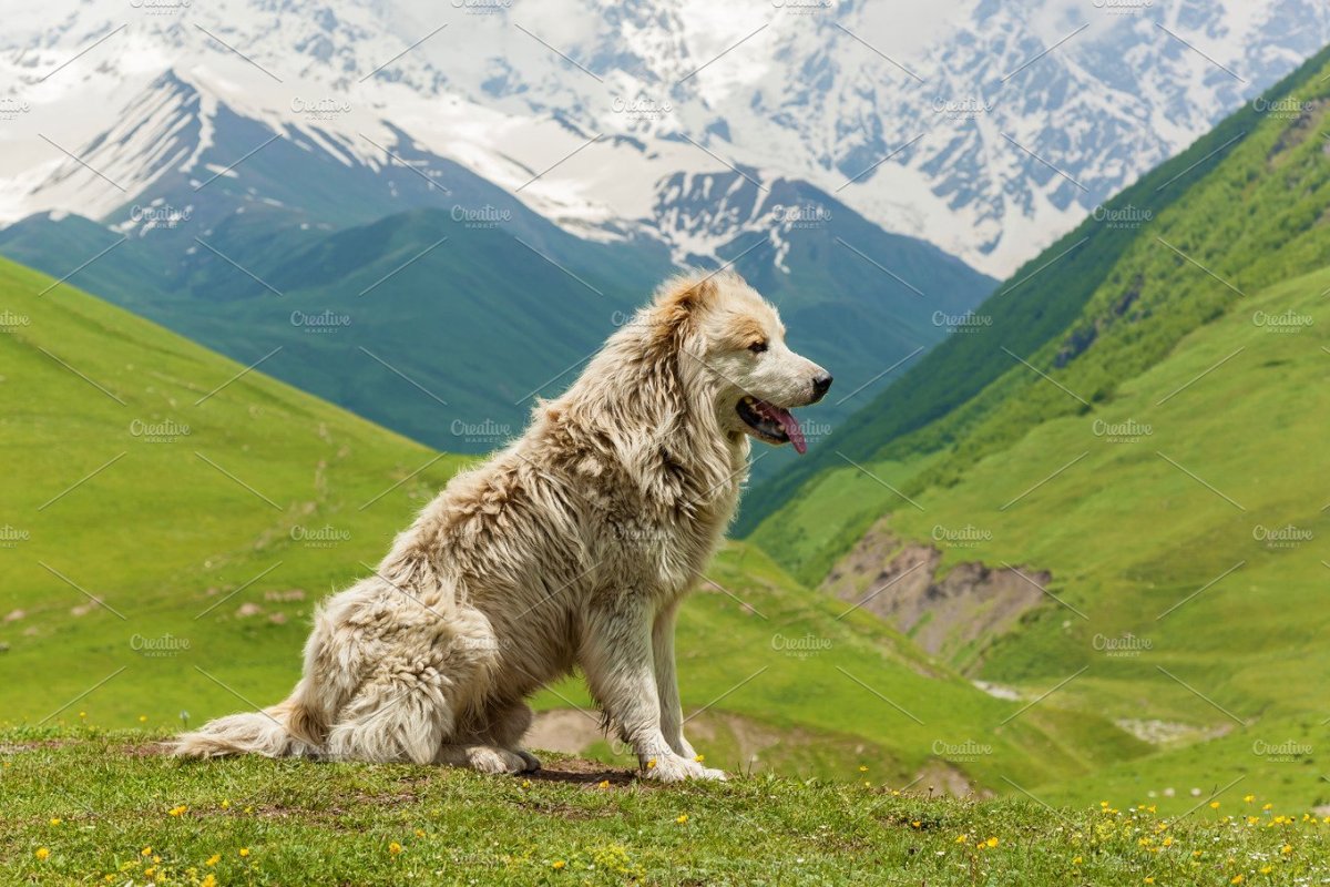 Кавказская сторожевая овчарка