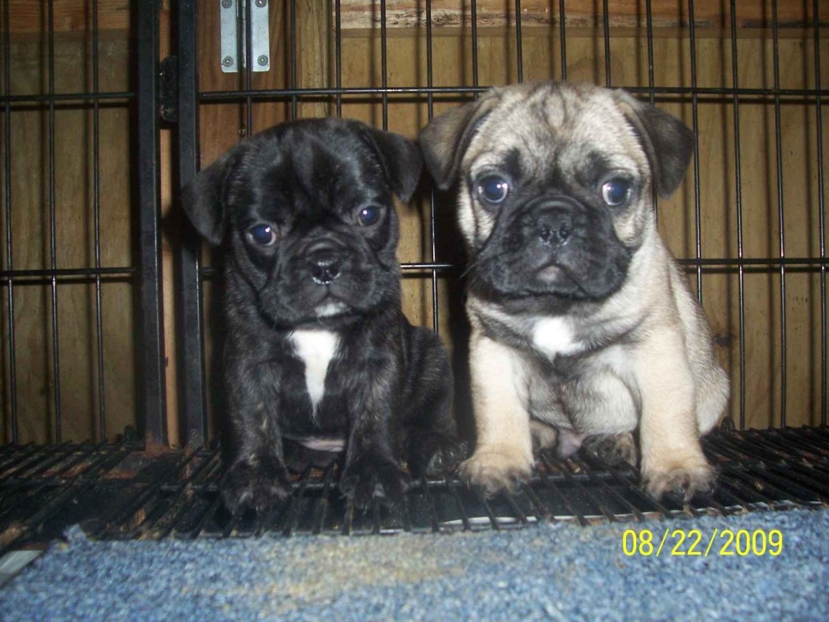 Французский бульдог Блэк Тан