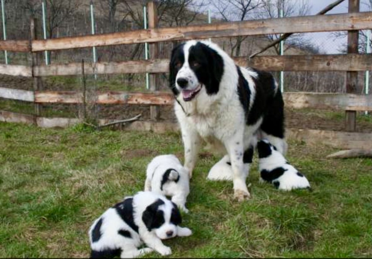 Гампр армянский волкодав