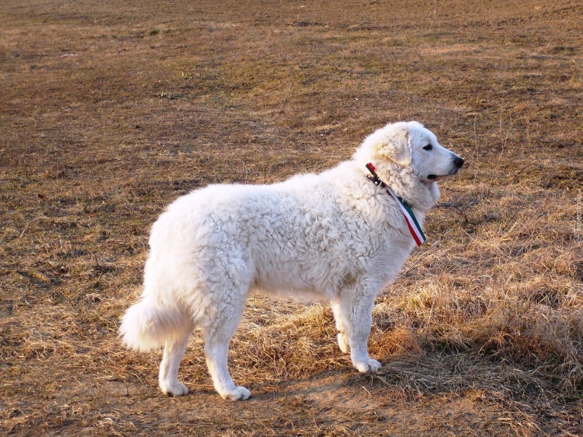 Чабанские собаки