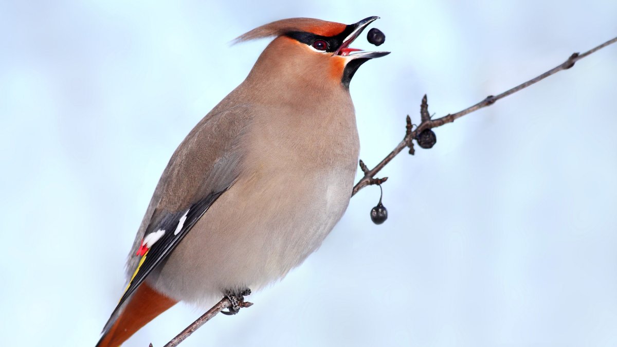 Свиристель клюв