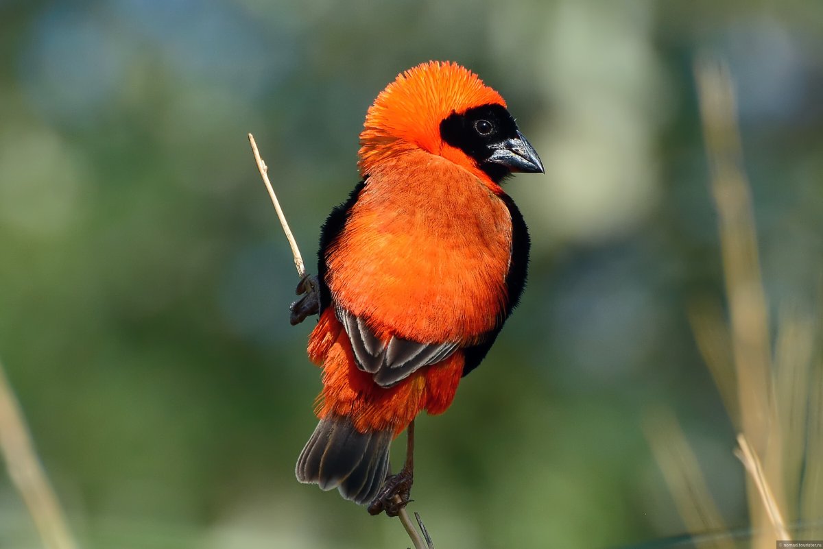 Огненный Ткачик птица