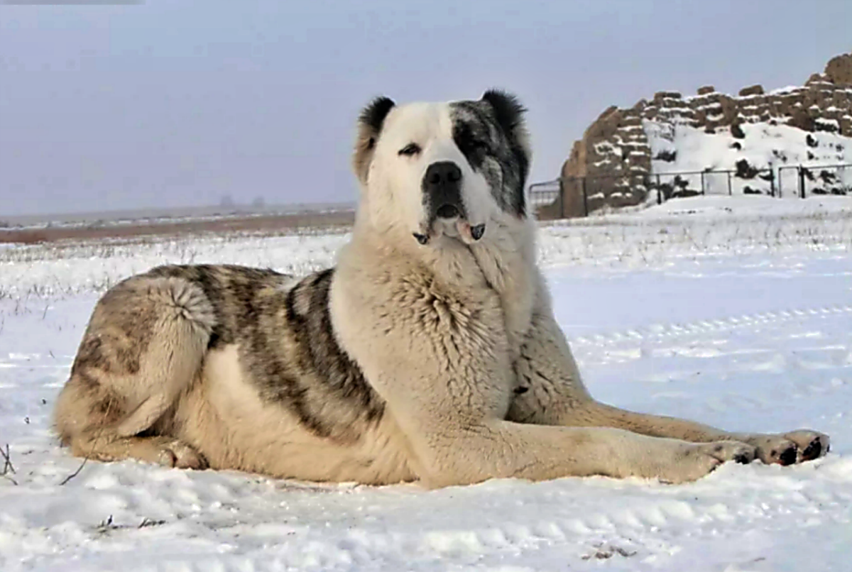 Горный волкодав