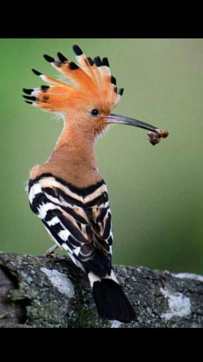 Удод птица Удмуртии