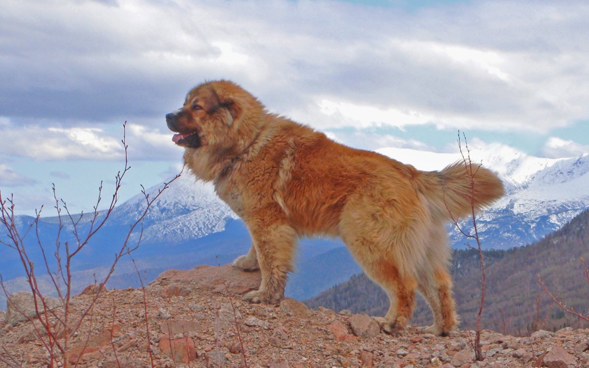 Среднеазиатская овчарка Аборигенная