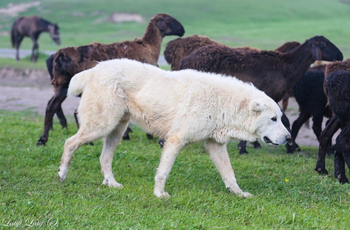 Алабай пастух