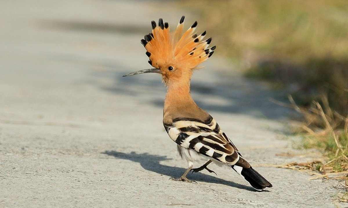 Удод (Upupa Epops)